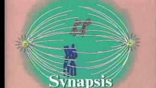 Meiosis I Prophase One [upl. by Rape]