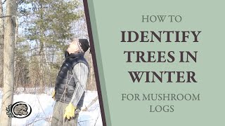 Identifying Trees for Shiitake Mushroom Cultivation on Logs [upl. by Vita]