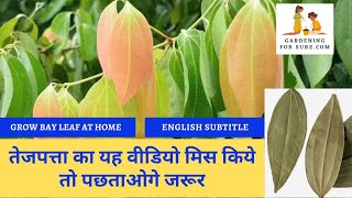 How to grow Indian Bay Leaf Plant at Home  Benefits of Tejpatta leaf [upl. by Girard]