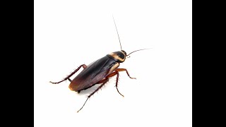 Cockroaches Facts signs and prevention tips [upl. by Ahsi662]