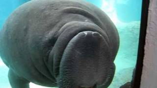 Manatee Face Smush  Original [upl. by Longo191]