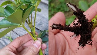 How to grow Schefflera plant from cuttings  Propagate the Schefflera plants  Umbrella Tree [upl. by Shina]