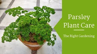 Parsley Plant Care Hindi  How To Grow amp Care Parsley Plant in Pots  Parsley Herb [upl. by Frulla]