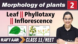 Morphology in Plants 02  Leaf  Phyllotaxy  Inflorescence  Class 11NEET  RAFTAAR [upl. by Suedama]