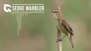 Sedge Warbler Song [upl. by Eux]