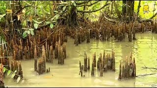 Mangrove Hindi  मैन्ग्रोव [upl. by Wehrle]