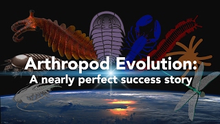 Arthropod Evolution A nearly perfect success story [upl. by Enyleve]