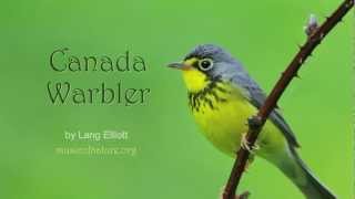 Canada Warbler [upl. by Anett]