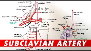 Anatomy  Subclavian artery branches [upl. by Ylatan]