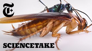 The Cockroach Karate Kick  ScienceTake [upl. by Alyekahs941]