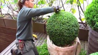 The London Gardener  Topiary BuxusBox Clipping [upl. by Anderea]