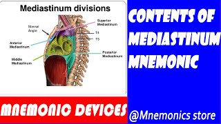 The contents of mediastinums and their mnemonics [upl. by Michon]