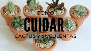 COMO CUIDAR SUCULENTAS Y CACTUS DENTRO DE CASA HD [upl. by Zsuedat]