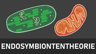 Endosymbiontentheorie  Entstehung von Chloroplasten und Mitochondrien  kurz und einfach erklärt [upl. by Hanschen]