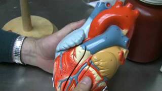 Heart Anatomy Part 1 [upl. by Einor]