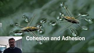 Cohesion and Adhesion [upl. by Glyn]