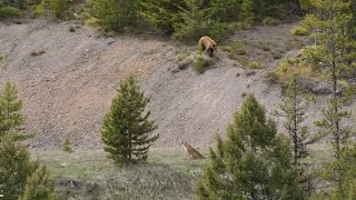 BEAR vs MTN LION  Crazy Mountain Lion Encounter [upl. by Adnarom281]