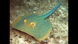 Facts The Bluespotted Ribbontail Ray Bluespotted Stingray [upl. by Notlrahc444]