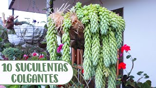 10 SUCULENTAS COLGANTES QUE DEBES TENER EN TU JARDÍN│Candy Bu [upl. by Jeffie]