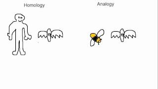 Biology Analogy vs Homology [upl. by Airotal]