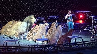 Ringling Brothers Big Cats Tigers and Lions show [upl. by Nottarts]