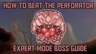 How to beat the Perforator in Terraria Calamity Expert Mode Boss Guide [upl. by Napoleon]