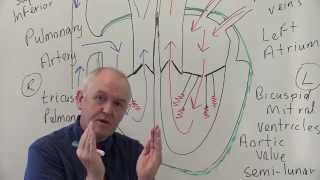 Cardiovascular System 1 Heart Structure and Function [upl. by O'Toole]