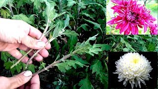 How to grow chrysanthemums from cutting  easy way 100 root [upl. by Honoria]