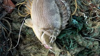 Rabbitfish Fishing in Triple hook [upl. by Garlinda300]