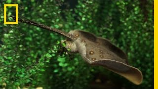 New Discovery Watch How Stingrays Eat  National Geographic [upl. by Matty]