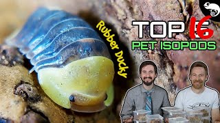 Top 5 Pet Isopods oh make that 16 [upl. by Rovaert]