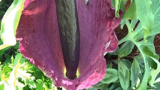 Dracunculus Vulgaris Spectacular Dragon Lily [upl. by Harobed]