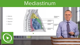 Mediastinum Lungs mediastinum and cardiac valves – Anatomy  Lecturio [upl. by Shandeigh802]