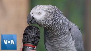 Talking Parrot  VOANews [upl. by Dor81]