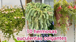 10 SUCULENTAS COLGANTES Hermosas que debes tener [upl. by Poppas982]