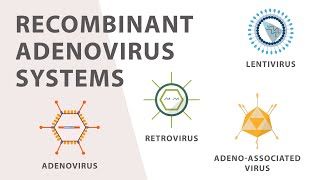 2 Cell Culture  Recombinant Adenovirus Expression System [upl. by Treve]