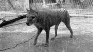 The last known Tasmanian Tiger [upl. by Basir487]