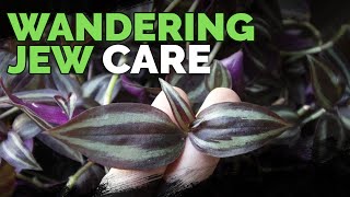 Wandering Jew Plant Care Growing Tradescantia Zebrina [upl. by Anihsit]