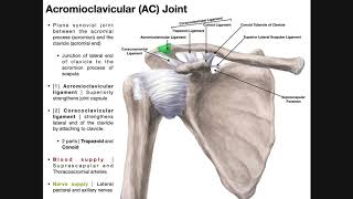 Pectoralis Major Palpation Manual Therapy and Stretch [upl. by Dorena]