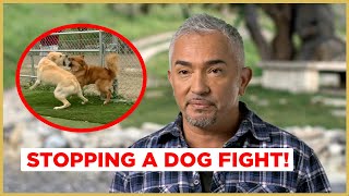 STOPPING A DOG FIGHT  Cesar 911 [upl. by Gallagher]