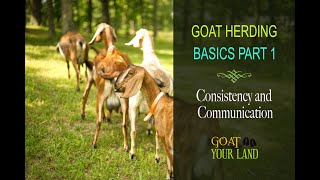 GOAT HERDING BASICS PART 1 [upl. by Jasisa]