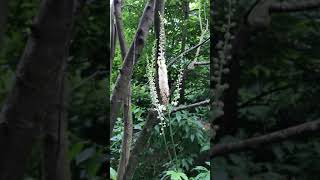 Actaea racemose Black Cohosh or Bugbane [upl. by Refinnaej]