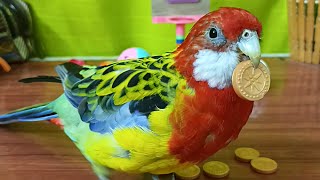 Playtime With Smart Parrot [upl. by Ytak449]