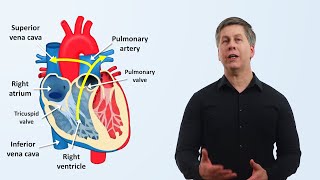 The Cardiovascular System An Overview [upl. by Anitselec]