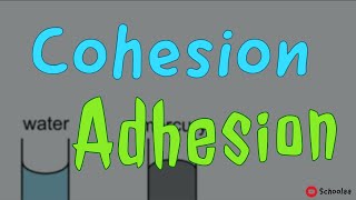 cohesion adhesion [upl. by Nuawed]