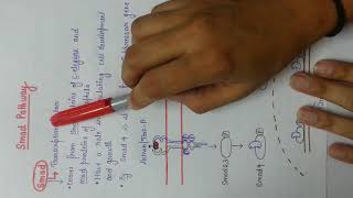 Serienethreonine kinasessmad pathway [upl. by Lednem]