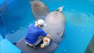 Manatee Feeding Time [upl. by Bocock562]