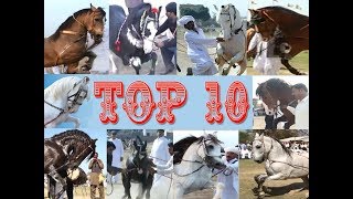 Best horse dance in pakistan Top 10 [upl. by Namar704]