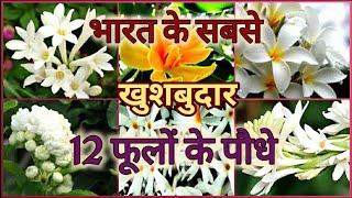 Top 12 Fragrant Scented  Aromatic Flower plants of India भारत के 12 खुशबुदार फूलों के पौधे [upl. by Alma]