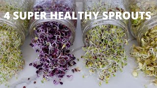 How To Grow Sprouts at Home  4 Super Healthy Sprouts [upl. by Chong]